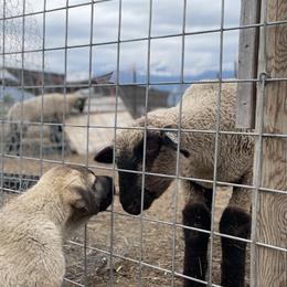 Anatolian Shepherd Dog Puppies from Wild Rooster Family Farm – AKC Anatolian Shepherd Breeder, OFA Health Tested