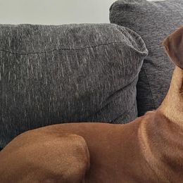 Rhodesian Ridgeback All Grown Up from Stoneridge Ridgebacks