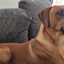 Rhodesian Ridgeback All Grown Up from Stoneridge Ridgebacks