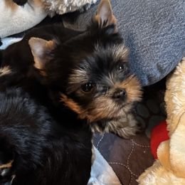 Zeppelin - Blue and gold male Yorkshire Terrier puppy in Lake Helen, Florida from FronkLinn Kennel