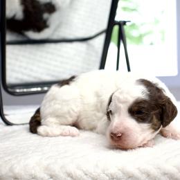 Monster Mutt - male Australian Mountain Doodle puppy in Decatur, Illinois from Signature Doodles