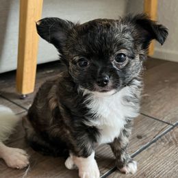Tucker - Black sabled fawn male Chihuahua puppy in Coweta, Oklahoma from Green Country Chihuahuas
