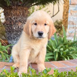 Black - Golden male Golden Retriever puppy in Huntington Beach, California from American True Golden retriever