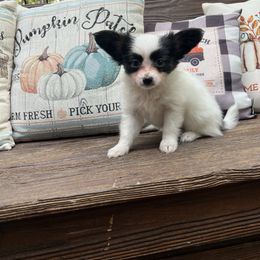 Nelson - White black and tan male Papillon puppy in Benton, Arkansas from Mama's Pride Poms and Paps