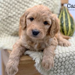 Carrot - Red  Goldendoodle puppy in Lancaster, Minnesota from North Star Dog Training
