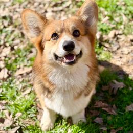 Rune - Pembroke Welsh Corgi
