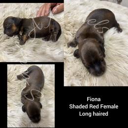 Fiona - Red female Dachshund puppy in Quitman, Mississippi from S-and-A Kennels