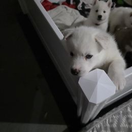 Siberian Husky Puppies from House Callihan-Walker Kennel