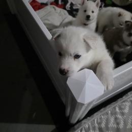 Siberian Husky Puppies from House Callihan-Walker Kennel