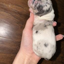 Boy 1 - Dapple male Dachshund puppy in Eufaula, Alabama from B’s Dachshunds
