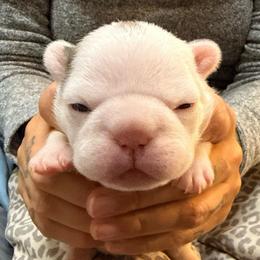Girl 1 - White female French Bulldog puppy in Spanaway, Washington from Frog Faced Frenchies