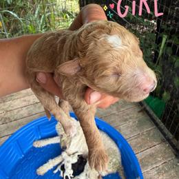Lani - Cream female Goldendoodle puppy in Willits, California from Big Island Goldendoodles