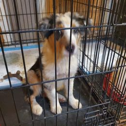 Gabby - Blue merle female Australian Shepherd puppy in Rossville, Tennessee from GoodSprings Aussies