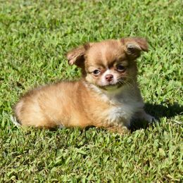 River - Chocolate sabled fawn male Chihuahua puppy in Gloucester, Virginia from Charlotte's Web of Chihuahuas
