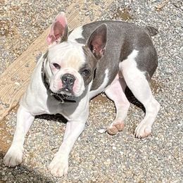 Deja - Boston Terrier