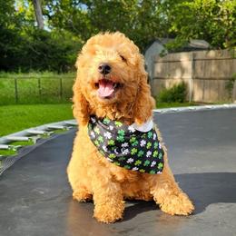 Walnut- Black Collar - Apricot male Goldendoodle puppy in Bonham, Texas from Happy Valley Puppies