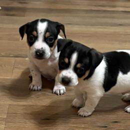 Max - Black and white male Teddy Roosevelt Terrier puppy in Twin Falls, Idaho from Margo Lauritsen
