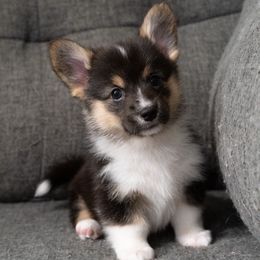 Dolly - Black and tan female Pembroke Welsh Corgi puppy in Orange County, California from Han Dynasty Corgis