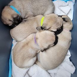 French Bulldog and Pug Puppies from Circus Pugs & Frenchies