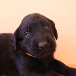 Boy 4 - Black male Labradoodle puppy in Apache Junction, Arizona from Loving Doodle