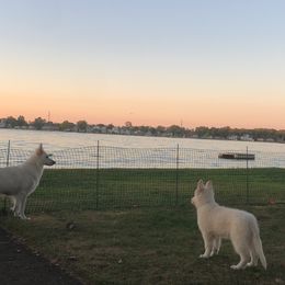 Berger Blanc Suisse Puppies from Nasha Comanda White Swiss Shepherds
