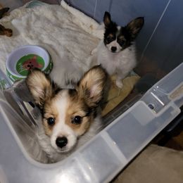 Papillon Puppies from Kimberly Brannon's Papillons