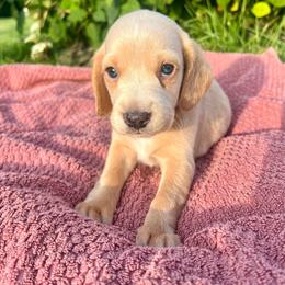 Sunny - Cream male Dachshund puppy in Vevay, Indiana from Works Farm Dachshunds