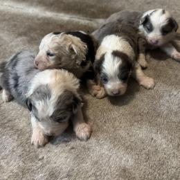 Aussiedoodle puppies from Southern Charm Farms