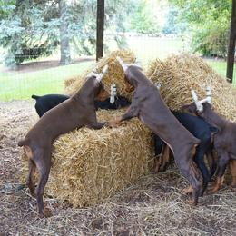 Doberman Pinscher Puppies from Laurel Vail