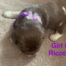 English Springer Spaniel Puppies from Picky’s Puppies