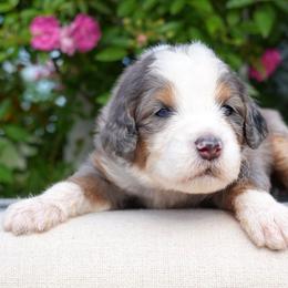 Egret - Merle female Bernedoodle puppy in Folsom, Louisiana from DoodlesFarmCo