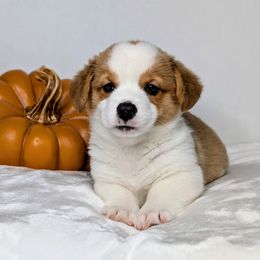 Waylon - Sable and white male American Corgi puppy in Clarksville, Tennessee from Cold Creek Family Farm LLC