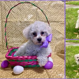 Bichon Frise and Shichon Puppies from Rose Cottage Bichons