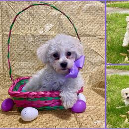 Bichon Frise and Shichon Puppies from Rose Cottage Bichons