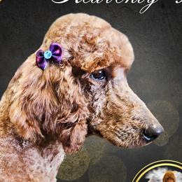 River - Poodle