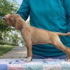 Orange Girl - Orange Pointer puppy in Olympia, Washington from Birdsboro Pointers