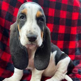 Yoko - Black tan and white female Basset Hound puppy in Cleveland, Tennessee from Smokey Mtn Bassets