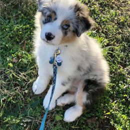 Australian Shepherd Puppies from Lightning Round Aussies
