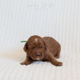 Green Collar Boy - Red male Australian Labradoodle puppy in Thousand Oaks, California from Lovely Doodle Lane