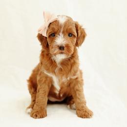 Jasmine - Red  female Goldendoodle puppy in Rio Linda, California from GoldendoodlePaw