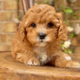 Clover - Apricot female Cavapoo puppy in Arlington, Texas from Van Haselen Poodles and Doodles