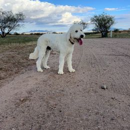 Teddy Bear - Goldendoodle