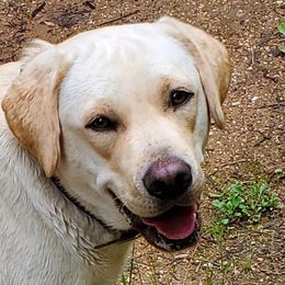 Labrador Retrievers from Hayden Creek Labs