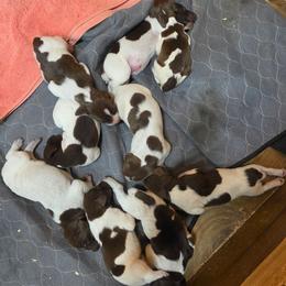 Boy 2 - Liver roan male German Shorthaired Pointer puppy in Henderson, Texas from C4 Gun Dogs
