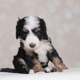 Astrid - Tri-color female Bernedoodle puppy in Guthrie, Oklahoma from Edmond Doodles, LLC