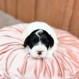 Lulu - Cream female Australian Labradoodle puppy in Wamego, Kansas from Doodles of Oz