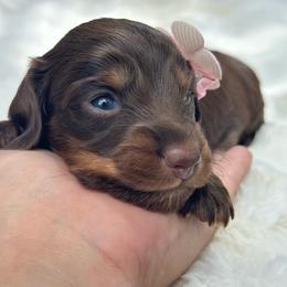 Kaia - Chocolate and tan female Dachshund puppy in Lakeland, Florida from Elite Doxies Florida