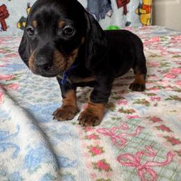 Baby Roo - Black and tan male Dachshund puppy in Turlock, California from Dandelion Dachshund