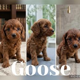 Goose - Red male Cavapoo puppy in Chattanooga, Tennessee from Scenic City Doodles