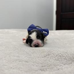 3 - Black and chalk male Australian Labradoodle puppy in Calhoun, Louisiana from Arrowhead Australian Labradoodles
